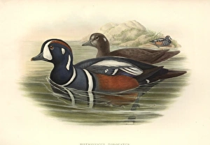 Histrionicus histrionicus, harlequin duck Histrionicus histrionicus, harlequin duck