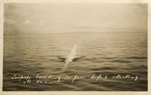 HMS Marlborough - A Torpedo breaking surface before its run HMS Marlborough - A Torpedo breaking surface before its run
