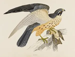Long-winged Hobby Print