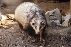 Prints of Hog Badger (Arctonyx collaris). Thailand Collaris Prints: Hog Badger (Arctonyx collaris) Print, Thailand
