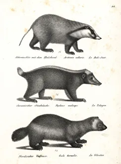 Hog badger, Sunda stink badger and wolverine Hog badger, Sunda stink badger and wolverine