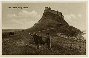 The Holy Island of Lindisfarne - Castle and Highland Cattle The Holy Island of Lindisfarne - Castle and Highland Cattle