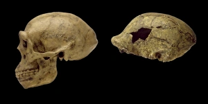 Homo erectus cranium casts Peking Man & OH9 Homo erectus cranium casts Peking Man & OH9