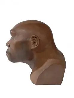 Prints of A model of Homo erectus, known as Java man, based on fossil evidence found in archaeological sites along the Solo River, Indonesia. The fossils date back to around 500, 000 to 800, 000 years ago Related Prints: Homo erectus Print, Solo River Fossils