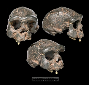 Homo erectus, Java Man cranium (Sangiran 17) Homo erectus, Java Man cranium (Sangiran 17)