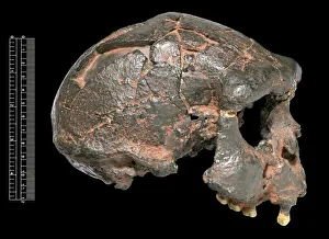 Homo erectus, Java Man cranium (Sangiran 17) cast Homo erectus, Java Man cranium (Sangiran 17) cast