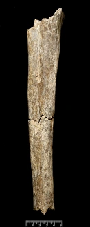 Homo heidelbergensis, Boxgrove Man tibia Homo heidelbergensis, Boxgrove Man tibia