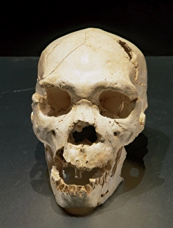 Homo heidelbergensis. Skull number 5. Atapuerca, Spain Homo heidelbergensis. Skull number 5. Atapuerca, Spain