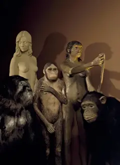 Print of Hominid Models at the Natural History Museum