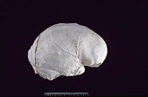Homo sapiens (Singa 1) cranium endocast Homo sapiens (Singa 1) cranium endocast