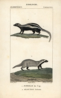 Honey badger, Mellivora capensis, and grison Honey badger, Mellivora capensis, and grison