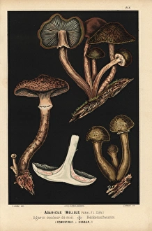 Honey mushroom, Armillaria mellea, Agaricus melleus, edible Honey mushroom, Armillaria mellea, Agaricus melleus, edible