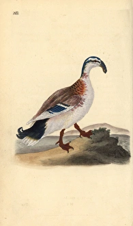 Hook-billed mallard, Anas platyrhynchos Hook-billed mallard, Anas platyrhynchos