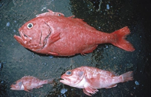 Hoplostethus atlanticus, orange roughy Hoplostethus atlanticus, orange roughy