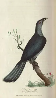 Vintage Bird Images Prints: Hornbill
