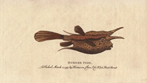 Horned fish or longhorn cowfish, Lactoria cornuta Horned fish or longhorn cowfish, Lactoria cornuta