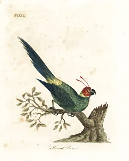 Horned parakeet, Eunymphicus cornutus. Vulnerable Horned parakeet, Eunymphicus cornutus. Vulnerable