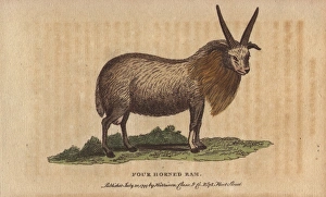 Four horned sheep, Ovis aries polycerata Four horned sheep, Ovis aries polycerata