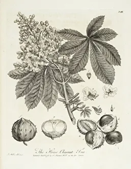 Horse chestnut tree; Horse-Chesnut tree Horse chestnut tree; Horse-Chesnut tree