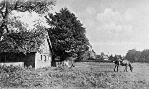 Horse in a field in a peaceful rural scene Horse in a field in a peaceful rural scene