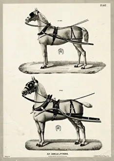 Horse harness and blinkers, Camille, Paris Horse harness and blinkers, Camille, Paris