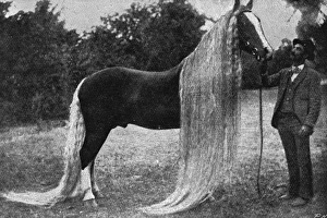 Horse with very long mane and tail, 1897 Horse with very long mane and tail, 1897