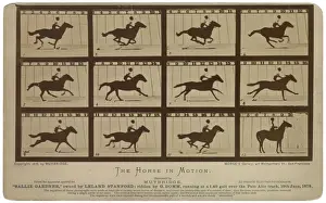 Prints of The Horse in motion. Sallie Gardner, owned by Leland Stanford; running at a 1:40 gait over the Palo Alto track, 19th June 1878. Photograph with twelve frames showing motion of a race horse Mammal Prints: The Horse in Motion, Sallie Gardner Print, c1878