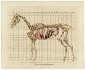 Prints of Near side view of a Horses Bones : showing also the situation of some principal internal parts - a beautiful engraving Falkirk Prints: Horse Skeleton Print - Side View Engraving