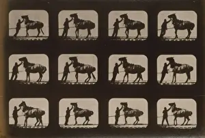 Vintage Horse Photos Prints: Horses. Backing