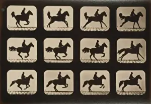 Horse Riding Pictures Prints: Horses. Irregular