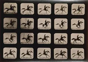 Equestrian Photography Prints: Horses. Running