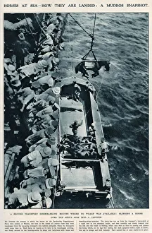 Horses at sea, using slings WWI Horses at sea, using slings WWI