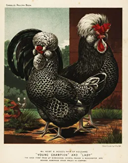 Houdan or Poule de Houdan cock and hen Houdan or Poule de Houdan cock and hen