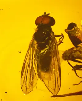 Eocene Era Fossils Prints: Hoverfly in amber