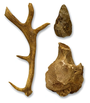 Hoxnian anters, bones & hand axe from Swanscombe Hoxnian anters, bones & hand axe from Swanscombe
