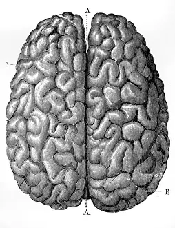 Human Brain Anatomy Prints: The Human Brain