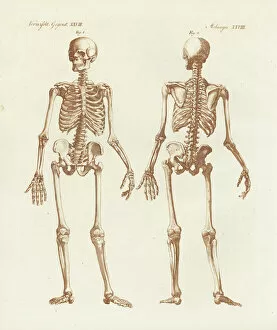 Human skeleton from front and back