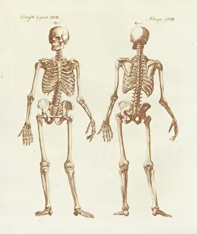 Human Skeleton Illustration Prints: Human skeleton from front and back