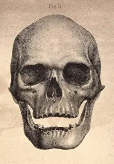 Human Skull Illustration Prints: Human Skull / 1841