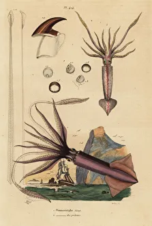Humboldt squid and European flying squid Humboldt squid and European flying squid