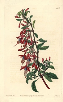 Hummingbird fuchsia, Fuchsia magellanica Hummingbird fuchsia, Fuchsia magellanica