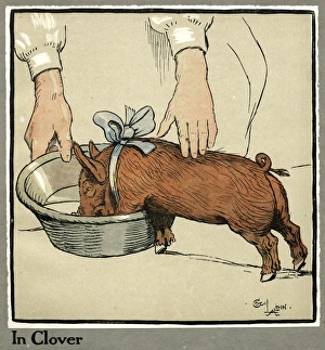 Hungry Peter as a growing piglet drinking from a bowl Hungry Peter as a growing piglet drinking from a bowl