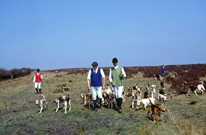 Hunting with beagles, Brayford, North Devon Hunting with beagles, Brayford, North Devon