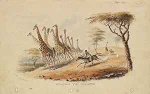 Hunting the Giraffe by William C Harris Hunting the Giraffe by William C Harris