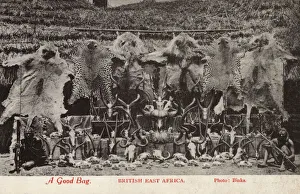 Hunting Trophies - A Good Bag - British East Africa Hunting Trophies - A Good Bag - British East Africa