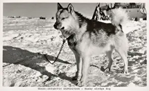 Trans Antarctic Expedition Prints: A Husky Sledge Dog