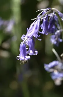 Angiosperm Flowering Plants Prints: Hyacinthoides nonscripta, bluebell