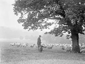 Hyde Park Shepherd Print, Early 1930s