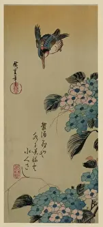 Prints of Hydrangea and Kingfisher. Print shows a kingfisher above hydrangea blossoms. Date between 1830 and 1858, printed later Related Prints: Hydrangea and Kingfisher Print, 1830-1858