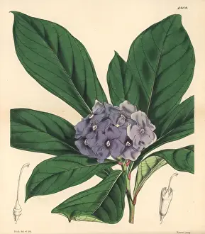 Botanical Illustrations 1846 Prints: Hydrangea-like fransiscea, Fransiscea hydrangeaeformis